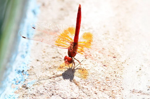 Mouche Dragon Rouge Aux Ailes Orange Transparentes Makro Namibie Afrique — Photo
