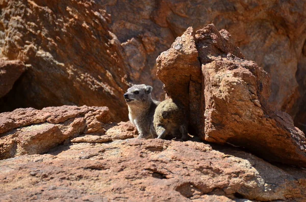 ナミビアの砂漠アフリカの動物野生動物のハイラックス 高品質の写真 — ストック写真