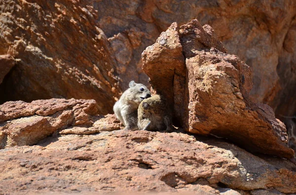 이름없는 아프리카 사막의 동물에 Hyrax 입니다 고품질 — 스톡 사진