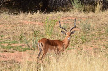 Namibya 'daki genç Sprinbok Afrika antilopları güneşli. Yüksek kalite fotoğraf