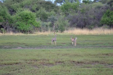 Namibya 'daki vahşi Kudu sürüsü Afrika' yı bozdu. Yüksek kalite fotoğraf