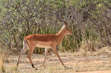 Namibya 'daki genç Sprinbok Afrika antilopları güneşli. Yüksek kalite fotoğraf