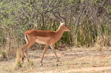 Namibya 'daki genç Sprinbok Afrika antilopları güneşli. Yüksek kalite fotoğraf