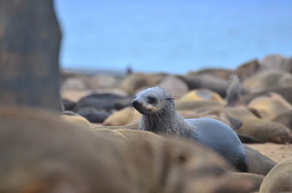 Cape Cross Wet Seal Reserve Namibia Afrika Hochwertiges Foto — Stockfoto