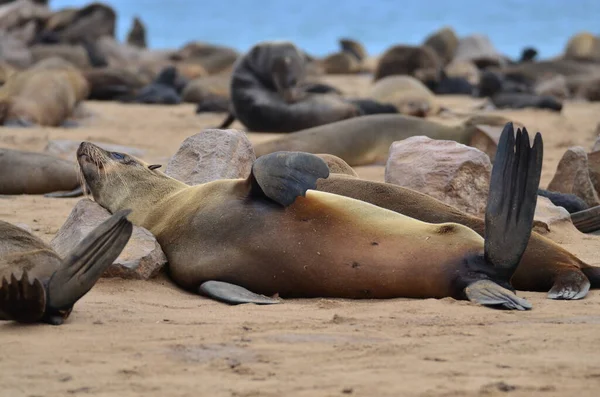斗篷横渡懒惰的海豹保护区纳米比亚非洲 高质量的照片 — 图库照片