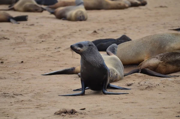 Segelintang Wet Seal Cadangan Namibia Afrika Foto Berkualitas Tinggi — Stok Foto