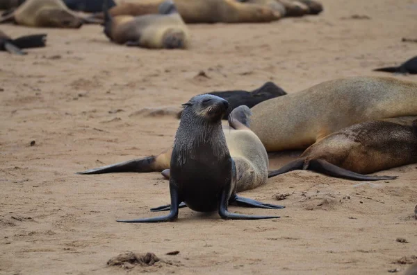 Cape Cross Wet Seal Reserve Namibia Afrika Hochwertiges Foto — Stockfoto