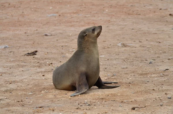 Mantello Croce Pigro Seal Riserva Namibia Africa Foto Alta Qualità — Foto Stock