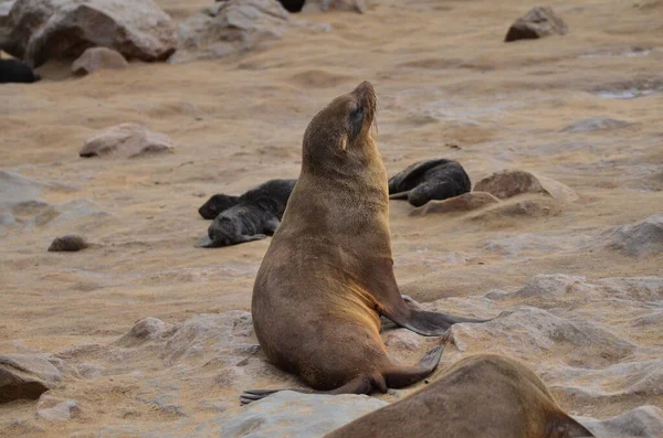 Mantello Croce Pigro Seal Riserva Namibia Africa Foto Alta Qualità — Foto Stock