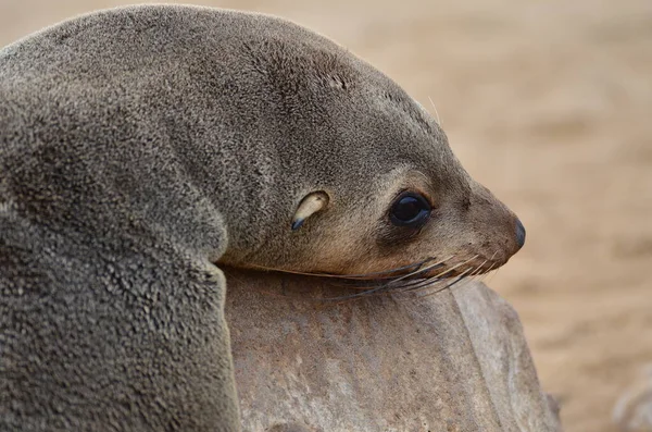 Cape Cross Lui Seal Reserve Namibië Afrika Hoge Kwaliteit Foto — Stockfoto