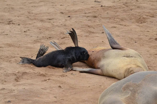 Toddler Cape Cross Seal Reserva Namíbia África Foto Alta Qualidade — Fotografia de Stock