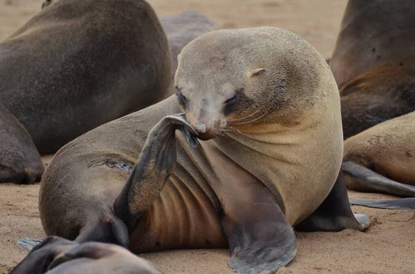 Cape Korsar Roliga Seal Reserv Namibia Afrika Högkvalitativt Foto — Stockfoto