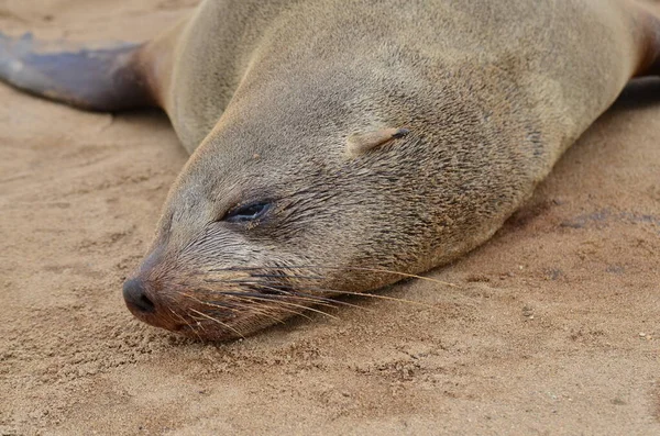 Cape Cross Lui Seal Reserve Namibië Afrika Hoge Kwaliteit Foto — Stockfoto