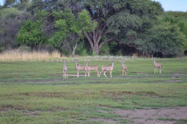 纳米比亚草原非洲的Kudu野生群 高质量的照片 — 图库照片
