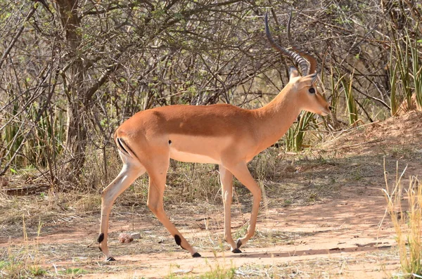 Stock image Young Sprinbok in namibia Africa antelope sunny. High quality photo