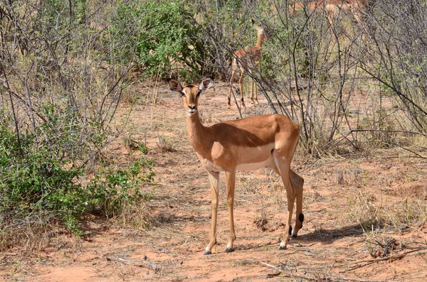 Junger Sprinbock Namibia Afrika Antilope Sonnig Hochwertiges Foto — Stockfoto