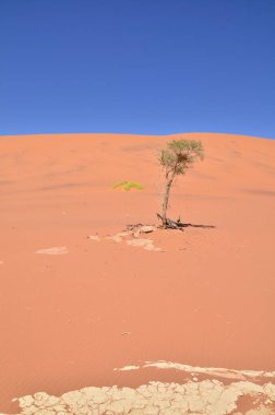 Desenlei sossusvlei Kuru tava ağaçları Kum Dunde Namibya Afrika 'sını çökertir. Yüksek kalite fotoğraf