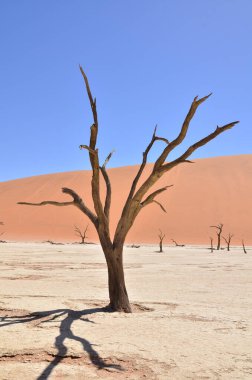 Desenlei sossusvlei Kuru tava ağaçları Kum Dunde Namibya Afrika 'sını çökertir. Yüksek kalite fotoğraf