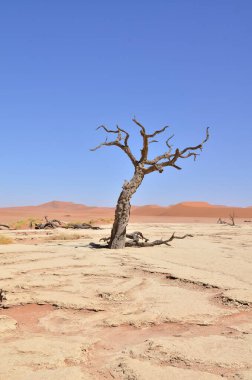 Desenlei sossusvlei Kuru tava ağaçları Kum Dunde Namibya Afrika 'sını çökertir. Yüksek kalite fotoğraf