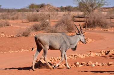 Eland Elenantelope Namibya Afrika Kırmızı Kum Karşıtlığı Portresi. Yüksek kalite fotoğraf