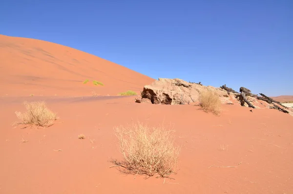 デアドレイ ソスススヴレイ乾燥パンの木砂漠の砂の砂丘ナミビアアフリカ 高品質の写真 — ストック写真