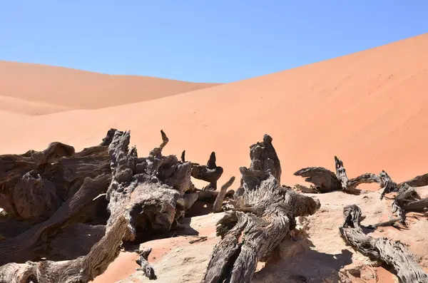 Wood Deadvlei Sossusvlei Droge Pan Bomen Woestijn Zand Duin Namibië — Stockfoto