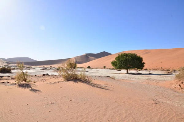 Deadvlei Sossusvlei Dry Pan Trees Desert Sand Dunde Namibia Africa — Stock Photo, Image