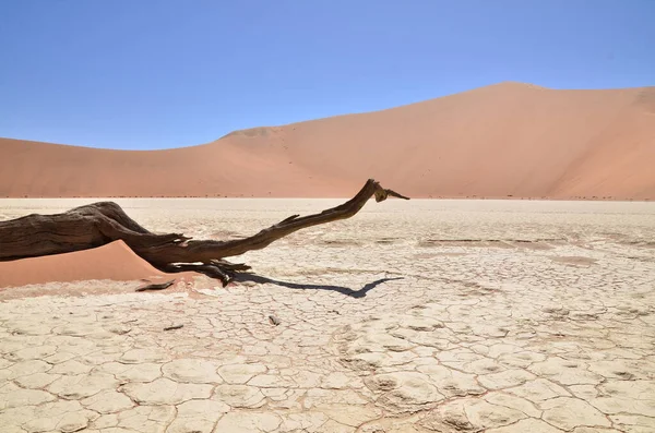 干旱的盘树荒漠的沙丘纳米比亚非洲 高质量的照片 — 图库照片