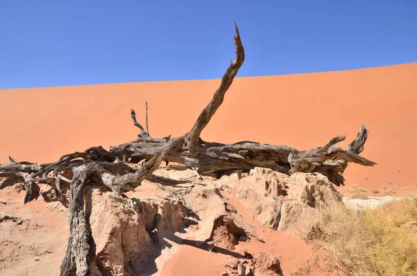 Ξύλο Deadvlei Sossusvlei Ξηρά Πανιά Έρημος Αμμόλοφος Ναμίμπια Αφρική Υψηλής — Φωτογραφία Αρχείου