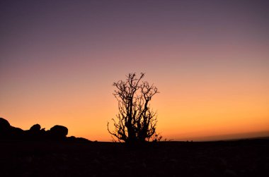 Günbatımındaki yalnız ağaç, renkli Dark Sky Silhouette mirabib, Namibya Çölü Panorama Çölü 'nde yalnız Granit Kaya. Gün doğumu. Yüksek kalite fotoğraf