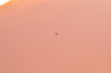 Kum tepesinden Sossusvlei 'nin tuz tepesine inanılmaz bir manzara. Namib Naukluft Ulusal Parkı. Sossusvlei 'deki kum tepeleri. Namibya. Afrika. Yüksek kalite fotoğraf