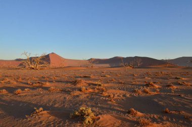 Kum tepesinden Sossusvlei 'nin tuz tepesine inanılmaz bir manzara. Namib Naukluft Ulusal Parkı. Sossusvlei 'deki kum tepeleri. Namibya. Afrika. Yüksek kalite fotoğraf