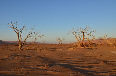 Sossusvlei Namib Naukluft Milli Parkı 'nın kuru tepsisinde ağaç tepesinde gün batımı. Yüksek kalite fotoğraf