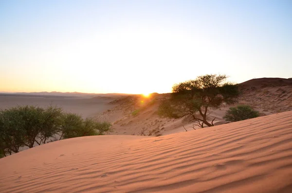Dune Med Träd Solnedgången Torr Pan Sossusvlei Namib Naukluft National — Stockfoto