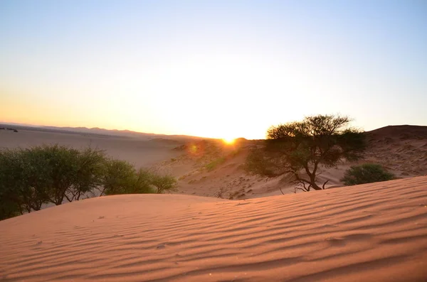 Düne Mit Baum Sonnenuntergang Der Trockenen Pfanne Von Sossusvlei Namib — Stockfoto