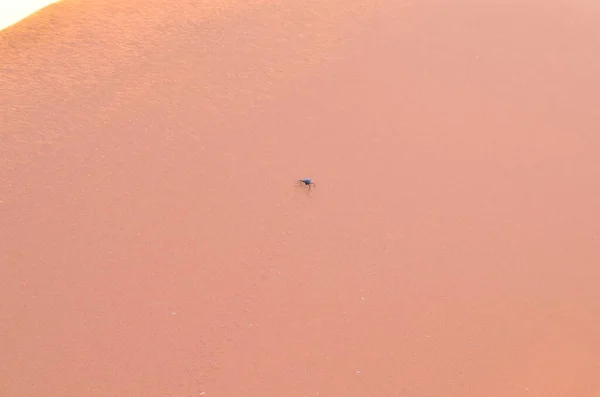 Tolle Aussicht Von Der Düne Auf Die Salzpfanne Von Sossusvlei — Stockfoto
