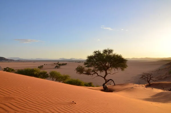 Geweldig Uitzicht Van Duin Naar Zoutpan Van Sossusvlei Namib Naukluft — Stockfoto