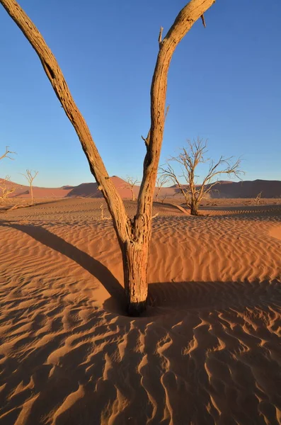 Solnedgång Med Träd Sanddyn Torr Panna Sossusvlei Namib Naukluft Nationalpark — Stockfoto