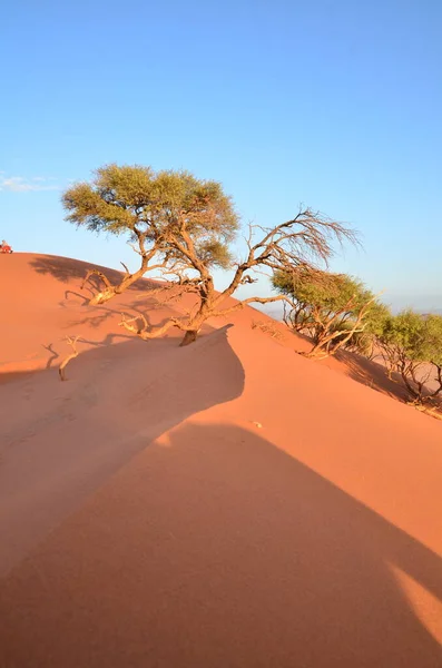 Dünenkamm Sossusvlei Namib Naukluft National Park Sanddünen Der Pfanne Von — Stockfoto