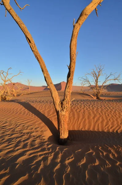 Ηλιοβασίλεμα Δέντρο Αμμόλοφο Ξηρό Μέρος Του Εθνικού Πάρκου Sossusvlei Namib — Φωτογραφία Αρχείου