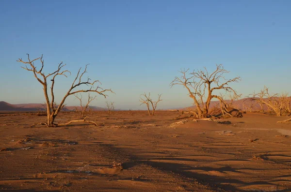 Sossusvlei Namib Naukluft国家公园干平底锅里的沙丘上挂着一棵树的日落 高质量的照片 — 图库照片