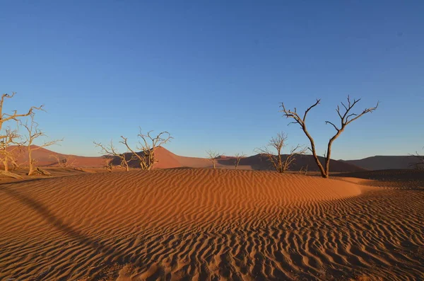 Západ Slunce Stromem Duně Suché Pánvi Národního Parku Sossusvlei Namib — Stock fotografie