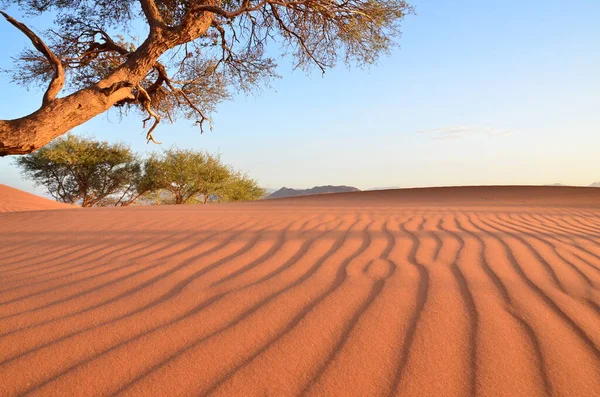 ソススススヴレイの乾燥したパンで日没の木と砂丘 ナミブ ノークルフト国立公園 ソススススヴレイのパンに砂丘がある ナミビア アフリカ 高品質の写真 — ストック写真