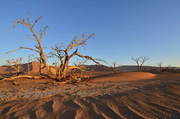 Solnedgång Med Träd Sanddyn Torr Panna Sossusvlei Namib Naukluft Nationalpark — Stockfoto