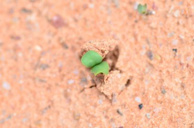 Namibya 'nın çöl Afrika' sında kumdan filizlenen tohumlar. Yüksek kalite fotoğraf