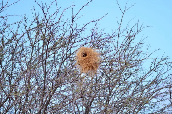 森の中の木にぶら下がっているウィーバー鳥の巣 高品質の写真 — ストック写真