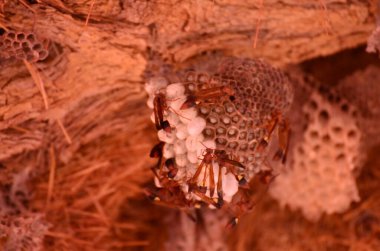 Namibya, Afrika Safari 'deki Ağaç Arı Yuvası. Yüksek kalite fotoğraf