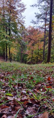 Tepedeki Almanya 'dan Sonbahar Ormanı Panoraması. Yüksek kalite fotoğraf