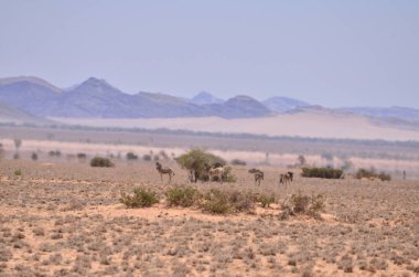 Namibya Afrika 'da Stone Desert Panorama Arkaplanı. Yüksek kalite fotoğraf