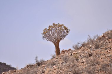 Namibya Afrika arka planında Titrek Ağaç. Yüksek kalite fotoğraf